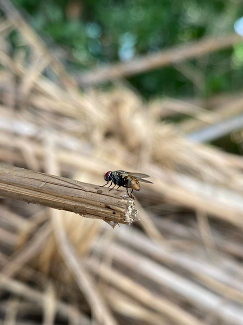 Close-up image of a small insect, specifically a fly with distinctive red eyes and a dark, segmented body, perched on a thin, broken piece of dried brown plant material, likely a reed or stalk, with a blurred background consisting of more dried plant debris and green foliage. The lighting appears natural, highlighting the details of the insect and surrounding organic matter, with the environment suggesting an outdoor setting such as a garden or natural area. This image captures the insect resting during a home relocation or packing process, emphasizing the natural environment around the property. The presence of dried plant material and insects can be common in outdoor scene preparations for house removals, illustrating the importance of clearing outdoor debris before a move. Man With a Van Wood Green specializes in removals and transportation, focusing on professional handling of home and furniture transport, including packing, loading, and careful transit, which can be affected by environmental factors like outdoor debris or pests.