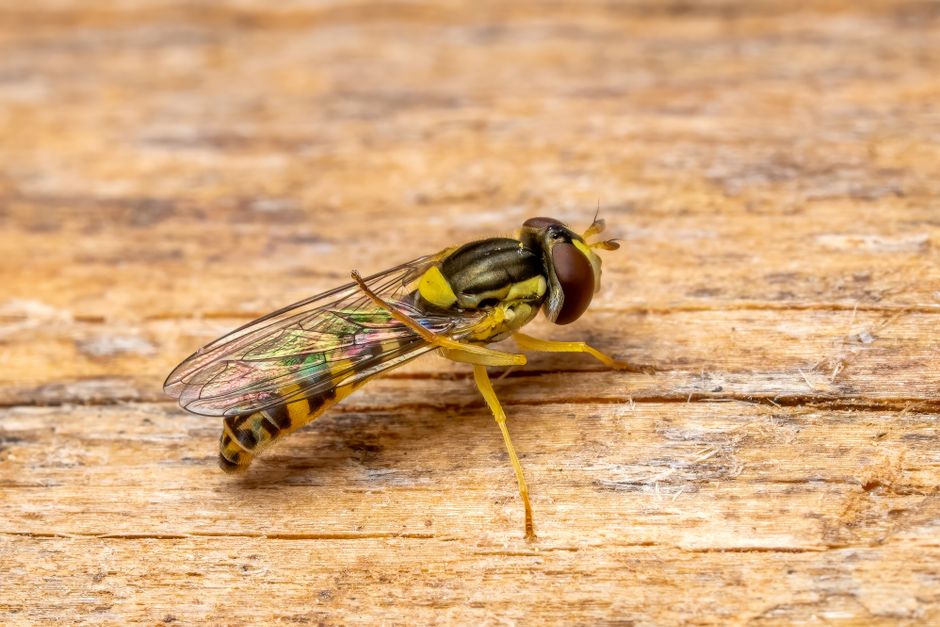Close-up view of a small hoverfly with a yellow and black striped abdomen, translucent and iridescent wings, large compound eyes, and yellow legs, resting on a wooden surface that appears to be part of a piece of furniture or flooring. The wood grain is visible with natural variations in color and texture, showing a warm, light brown tone. The hoverfly is positioned near the center of the image, and the lighting highlights the detailed features of the insect, including its body segments and reflective wings. This detailed photograph emphasizes insect observation and can relate to cleaning and pest management in home relocation or property clearance services, as handled by Man With a Van Wood Green, relevant to the context of removing unwanted items or pests during moves or property maintenance.